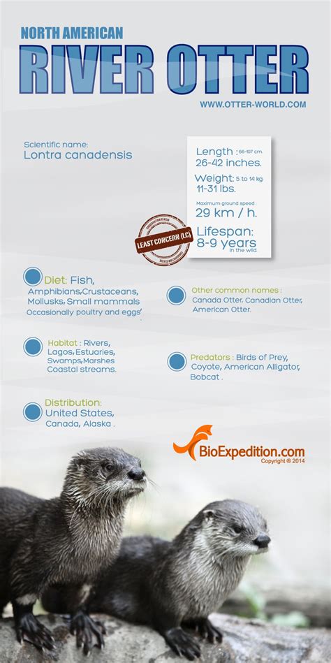 North American River Otter Infographic Animal Facts And Information