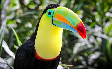 The Costa Rican Fauna Is One Of A Kind You Are Sure To Be Amazed Can