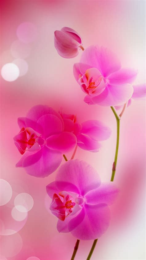 Flower Iphone Images Free Download Pixelstalknet