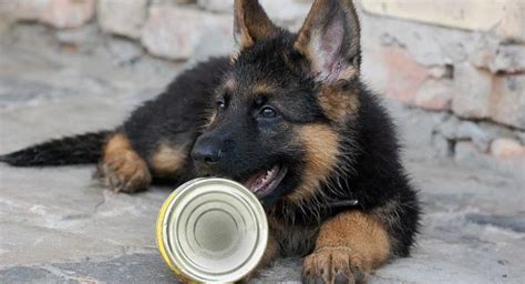 Best dry food for german shepherds this is a list of balanced foods that have received positive feedback from customers. Guide of Best Food For German Shepherd Puppy (March 2019)