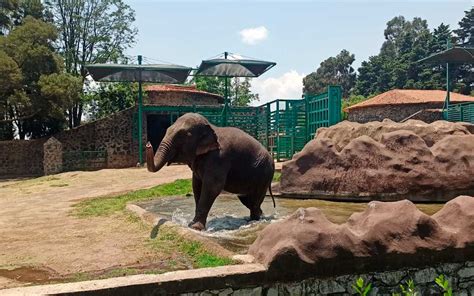 Vive Una Noche De Día De Muertos Inolvidable En El Zoológico De Zacango