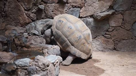 turtles having sex gran canaria youtube