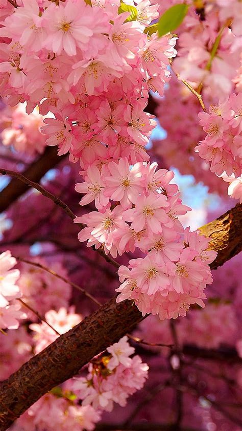 720p Free Download Cherry Blossom Nature Pink Hd Phone Wallpaper