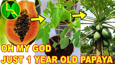 How To Grow Papaya Plant From Grocery Papaya Youtube
