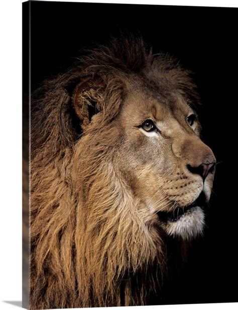 Portrait Of A Male Lion Wall Art Canvas Prints Framed Prints Wall