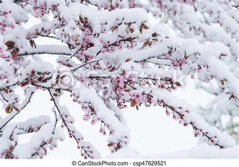 Snow Covered Cherry Blossom In Spring Canstock