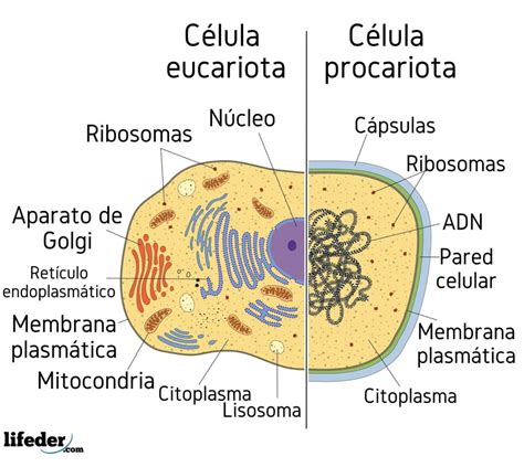 Célula Procariota Características Partes Funciones Tipos