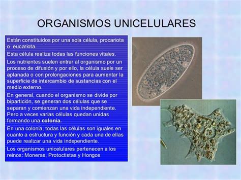 Organismos Unicelulares Y Pluricelulares