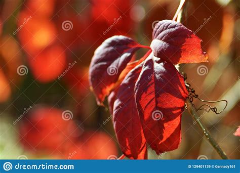 Purple Autumn Leaves Of A Shrub In Backlit Stock Image Image Of Macro