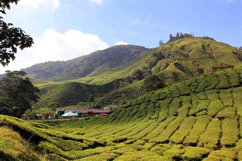 The cameron highlands is one of malaysia's most extensive hill stations. Cameron Highlands - Malaysia © Jürgen Reichenpfader ...