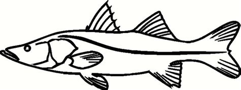 Snook Fish Coloring Page Sketch Coloring Page