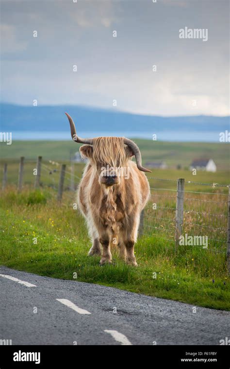 A Highland Cow Standing By The Roadside On The Isle Of Skye In Scotland
