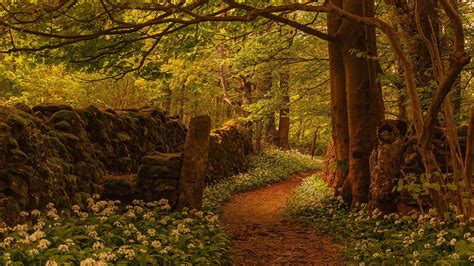 Fondos De Pantalla Inglaterra Camino Árboles Flores Plantas