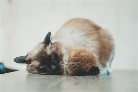 Cat Sick Cute Kitten Lying Feline Stock Image Image Of Short Posing