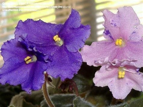 African Violets And Gesneriads African Violets Bloom All Year Most