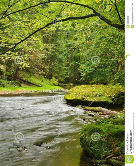 Mountain Stream In Fresh Green Leaves Forest After Rainy