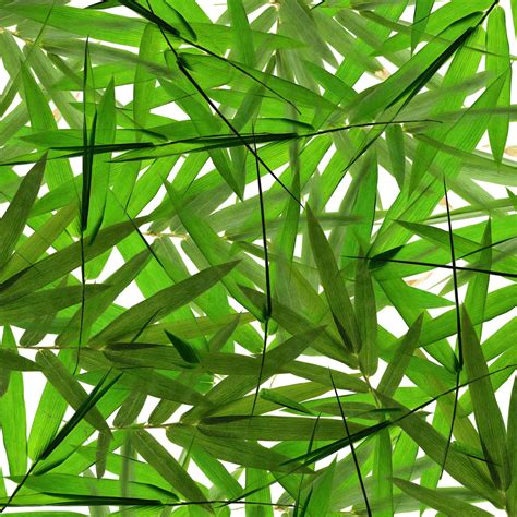 Wallpaper Mural Bamboo Leaves Muralunique