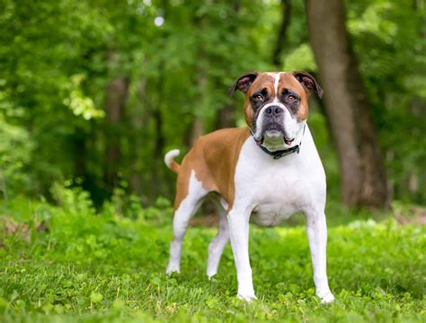 Valley Bulldog Dog Breed Complete Guide A Z Animals