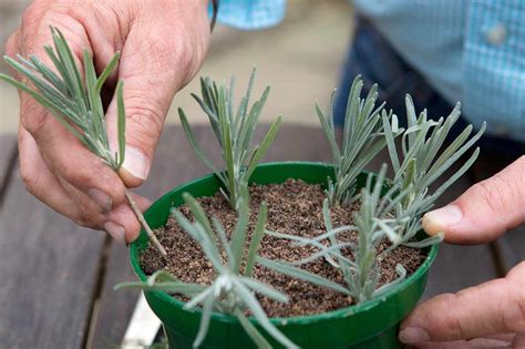 You will need to obtain a fresh cutting and root it either in water or soil depending in most cases, small cuttings grow roots faster than large cuttings. Cómo Cultivar Lavanda a Partir de Esquejes - Trucos De ...