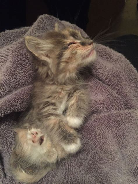 Stray Kitten Walks Up To Man Takes Over His Skateboard And Heart Now