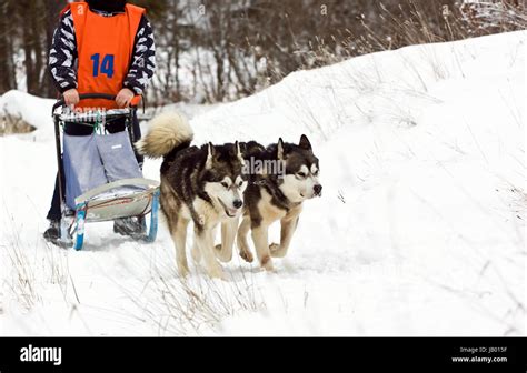 Sled Dog Race Alaskan Malamute Stockfotografie Alamy