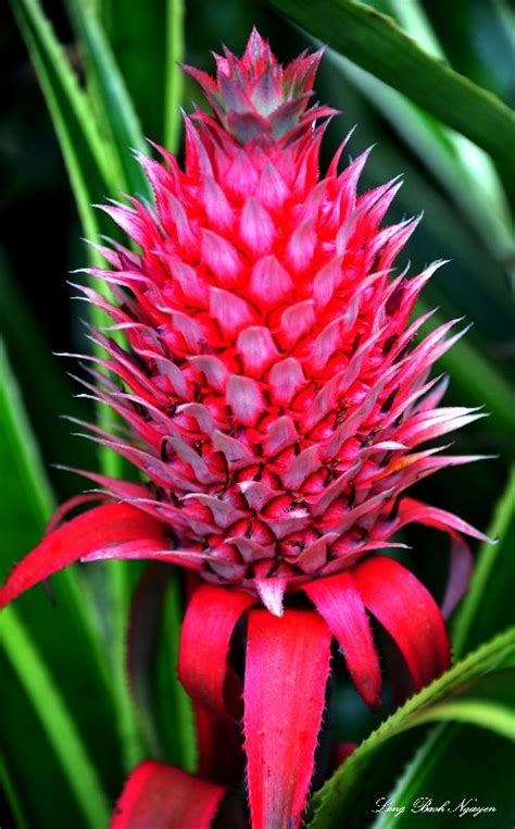 Bromeliad Hawaii Tropical Botanical Garden Hawaii By Long Bach Nguyen