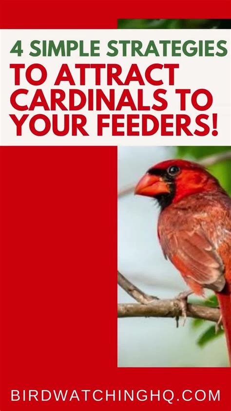 6 Proven Ways To Attract Cardinals To Feeders 2022 Video Video