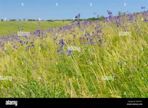 Wild Ukrainian Steppe Overgrown With Blue Flowers At Late Spring Season