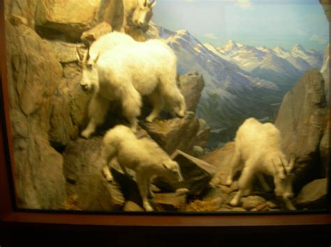 Carnegie Museum Of Natural History Rocky Mountain Goat Zoochat