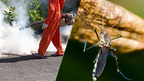 Mosquito Control Effective Mosquito Removal‎ 24h Pest Pros
