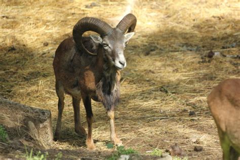 Male Moufflon Ovis Orientalis Musimon Mouflon Sheep Stock Photo