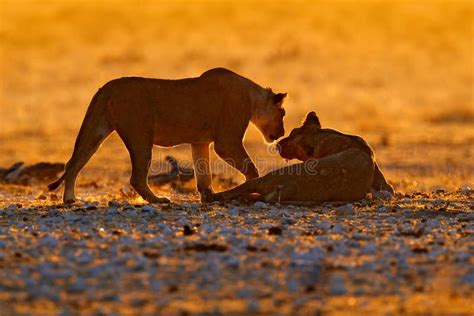 Evening Orange Sunset In Africa Lions Portrait Of Pair Of African