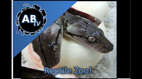 Reptile Zoo Snakebytestv Animalbytestv Youtube