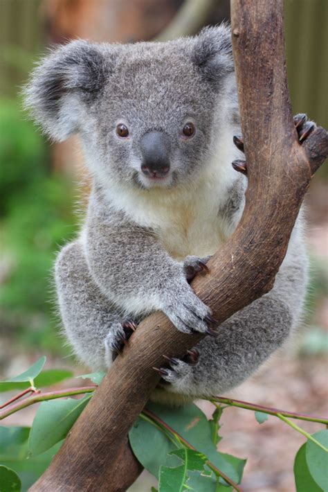 Koala Facts For Kids Australian Animals Marsupials