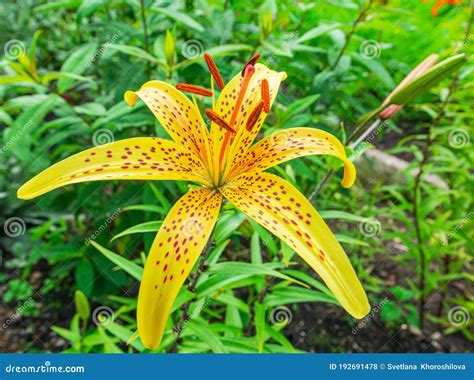 A Large Yellow Tiger Lily Flower Is In The Garden Stock Photo Image