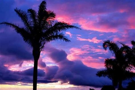 Pin By Suzanne Brown On Nature Photography Palm Tree Sunset Purple