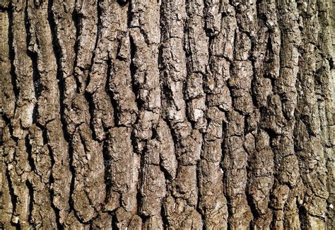 Tree Bark Texture Stock Photo By ©rechitansorin 104331094