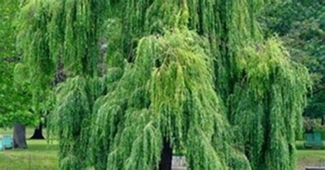 Weeping Willow Treeneed Some Of These Down By The