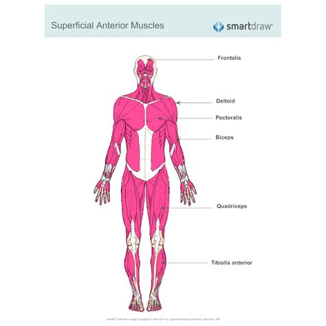 This diagram depicts picture of the female body 744×992 with parts and labels. Muscular System Diagram