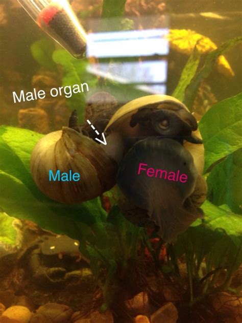 How To Sex Mystery Snails My Aquarium Club