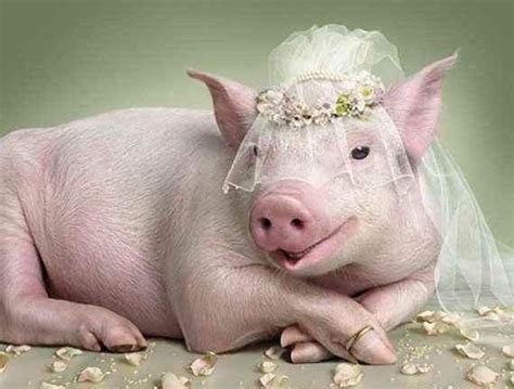 Pigs Wedding Honeytoday I Will Marry You Humor Funny Pig