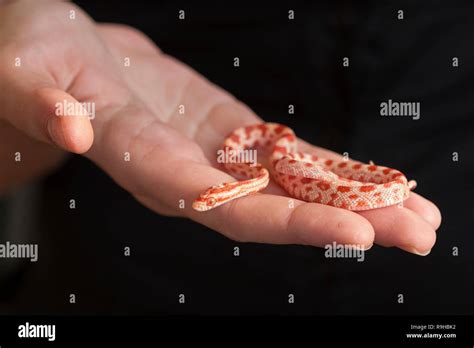 A North American Corn Snake Pantherophis Guttatus On Hand Stock Photo