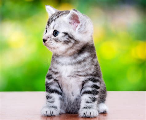 Cute American Shorthair Cat Kitten O White Background Stock Image