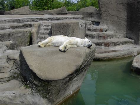 Baltimore Zoo Baltimore Zoo Pinterest