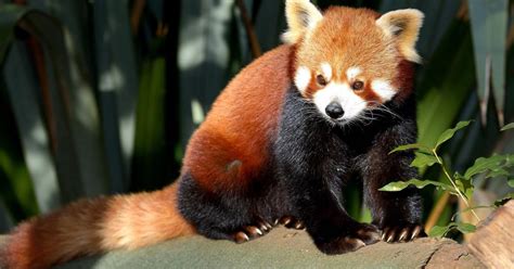 El Panda Rojo Biología