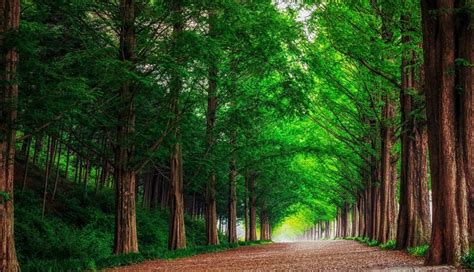 1336x768 Forest Road Trees Hd Laptop Wallpaper Hd Nature 4k