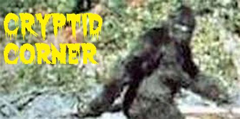 Recent Bigfoot Sighting In Ohio With Video Draws Believers And Skeptics