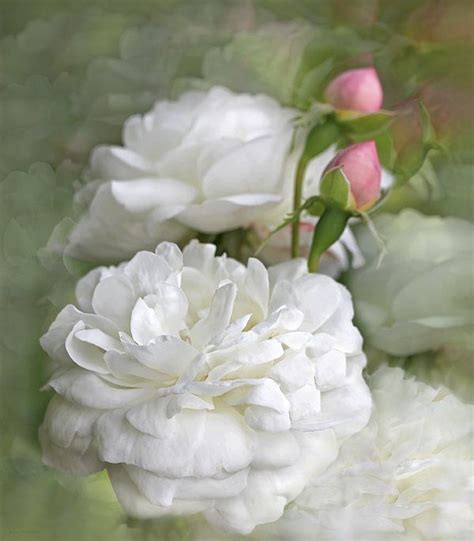 White Roses Bouquet By Jennie Marie Schell Flowers Vintage Rose