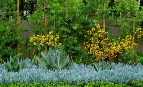 Instead its leg(s), pass between the top wire and the next one down. Podocarpus, Kangaroo Paw, Senecio | Australian garden ...