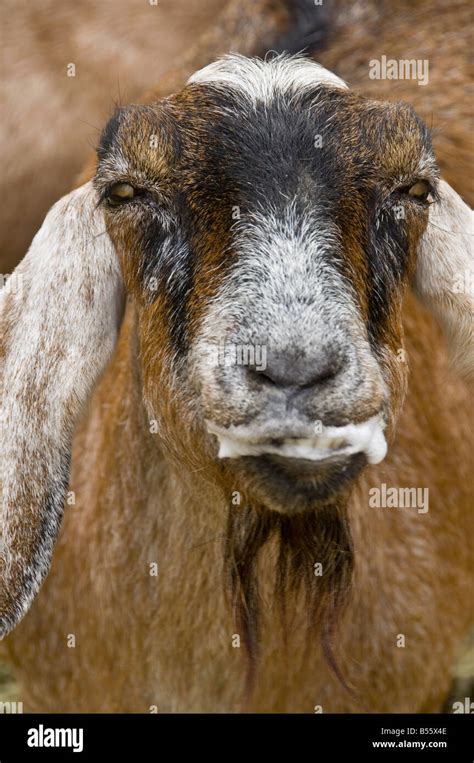 Brown Goat With Foaming Mouth Looking At Camera Stock Photo 20413918